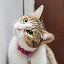 Gato